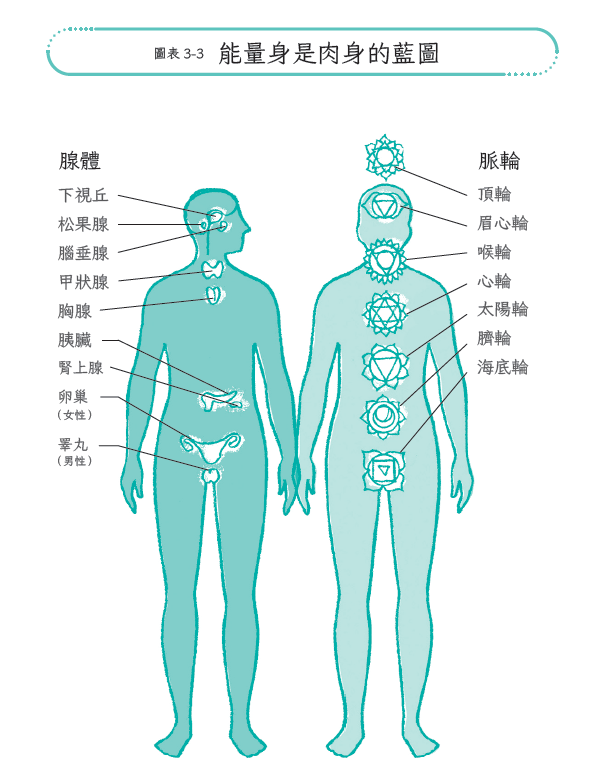 為何50歲後身體變乾、變薄、變慢?從生命三季節讀懂老化機制