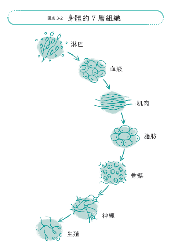 為何50歲後身體變乾、變薄、變慢?從生命三季節讀懂老化機制