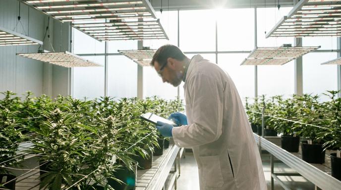 【即時新聞】醫用大麻商IM Cannabis(IMCC)宣布完成22.5萬美元融資，帶動股價上漲逾3％