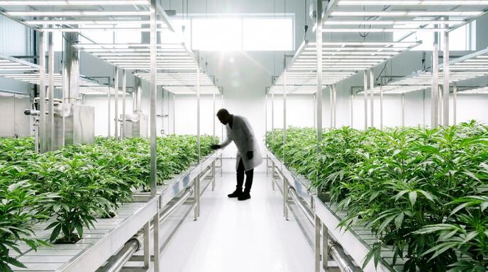 【即時新聞】Aurora Cannabis(ACB)拒絕併購連7漲!華爾街喊買,這檔大麻股迎爆發?