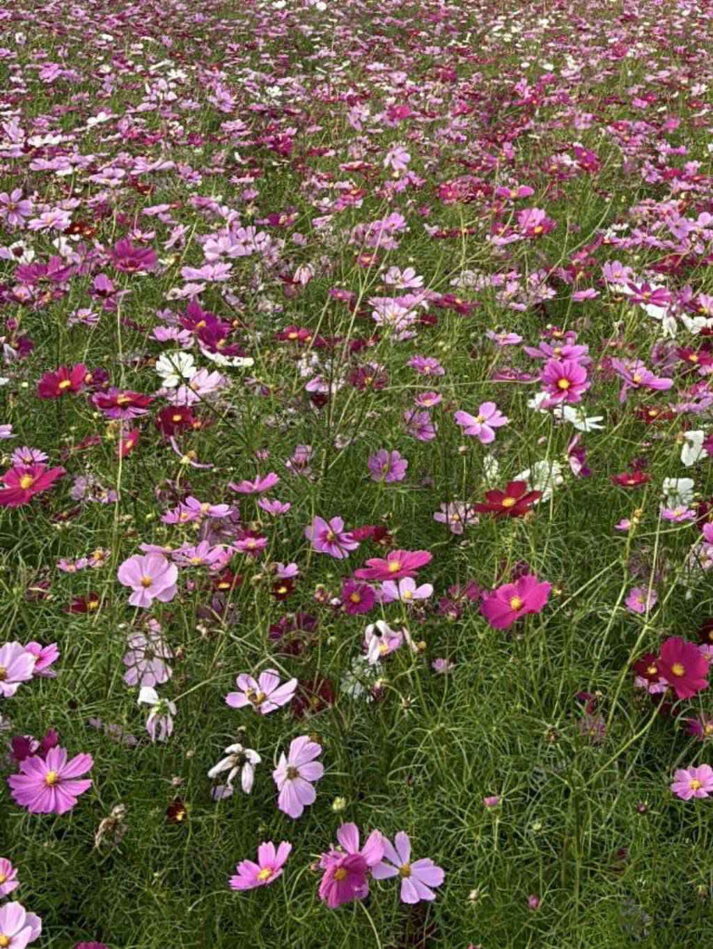 統一美債10年Aa-A(00853B)今日走勢、配息與行情討論｜股市爆料同學會