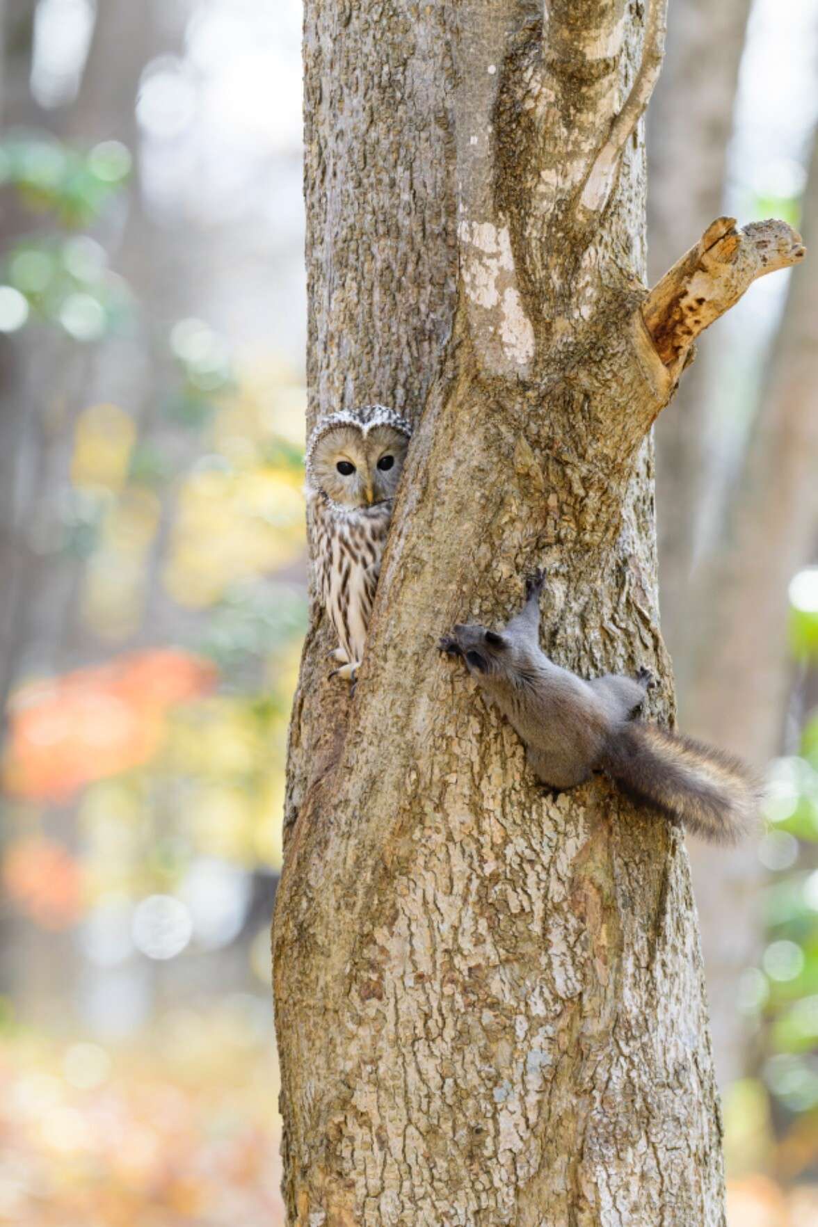 6505 台塑化- 散戶大崩潰，外資、投信則坐壁上觀，時有護盤｜CMoney 股市爆料同學會
