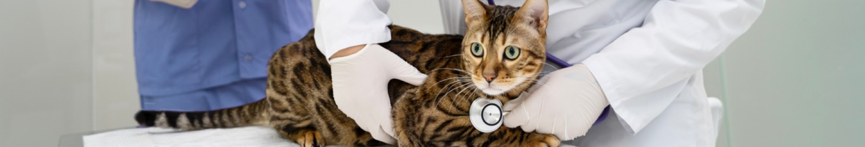 貓咪醫療保健 背景