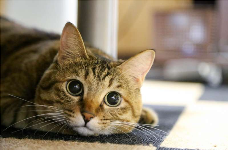 進階班測試(014)