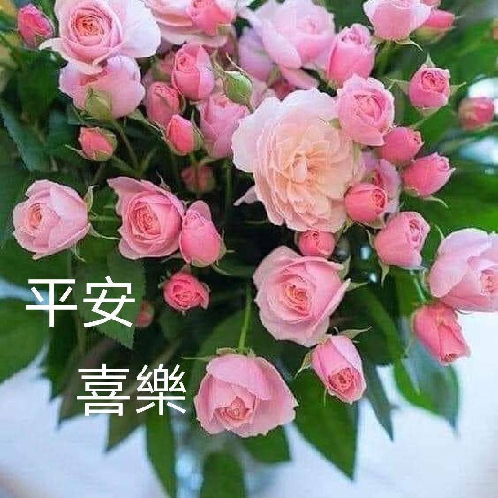 J小姐