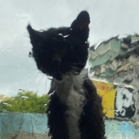 理小姐