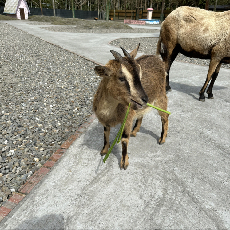 股小姐