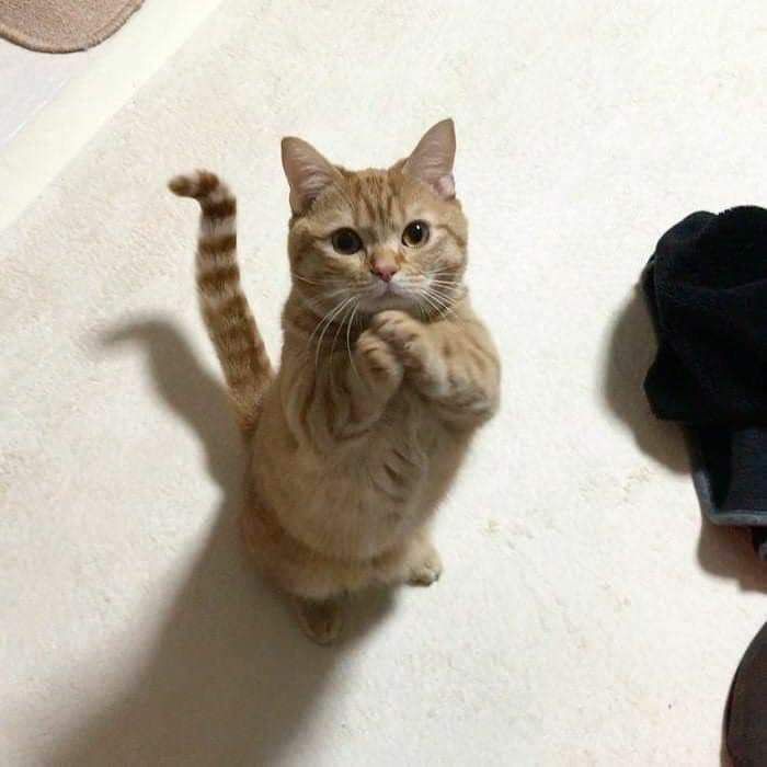 夢先生