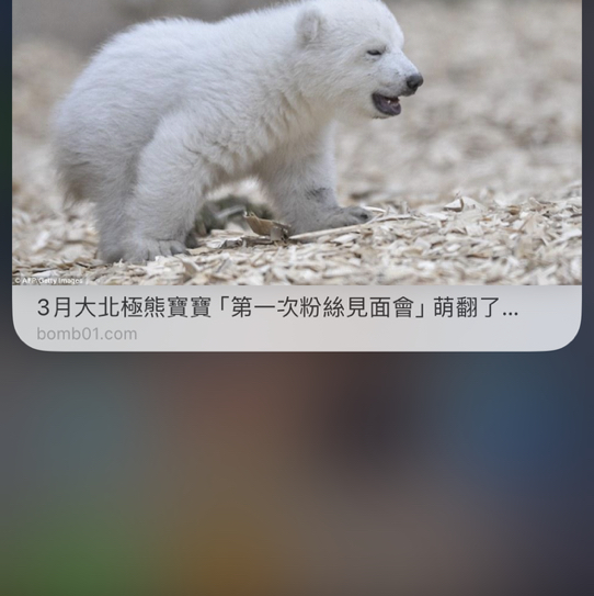 北極熊