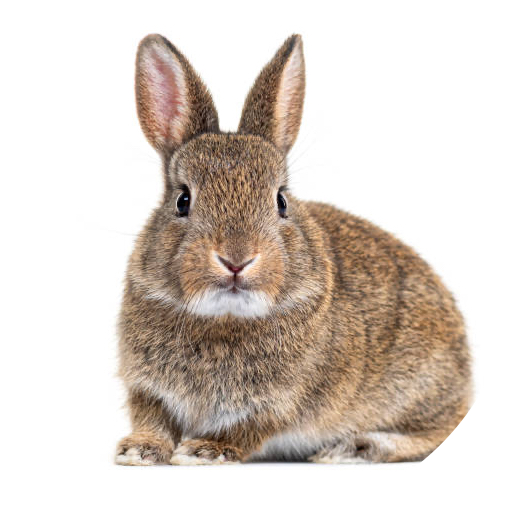 Mike🐰麥克逸兔