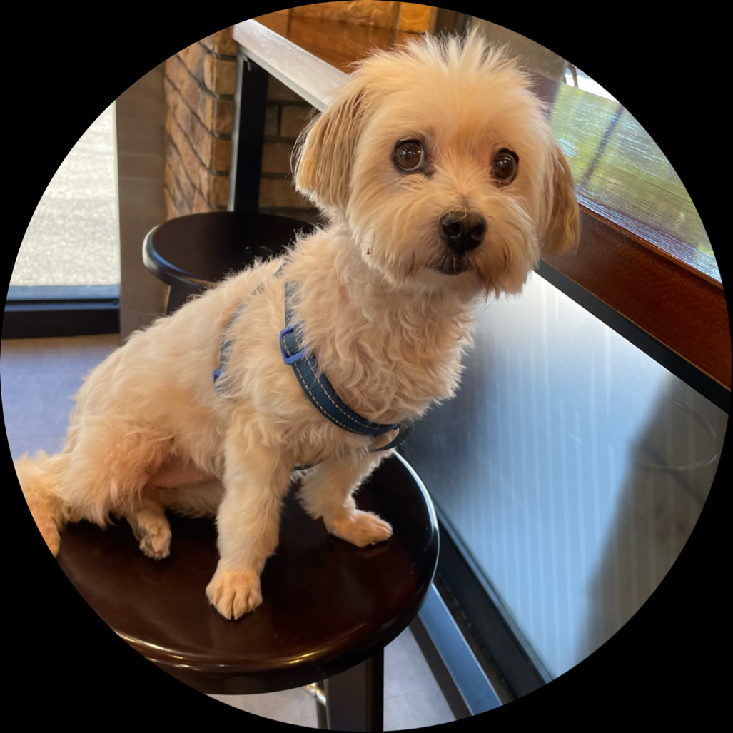 惠特(6706)技術分析與K線圖(MA、KD、MACD)｜股市爆料同學會